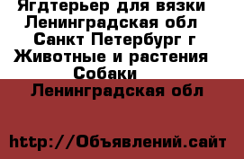 Ягдтерьер для вязки - Ленинградская обл., Санкт-Петербург г. Животные и растения » Собаки   . Ленинградская обл.